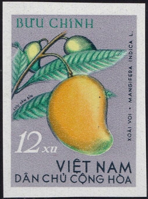Mango (Mangifera indica)