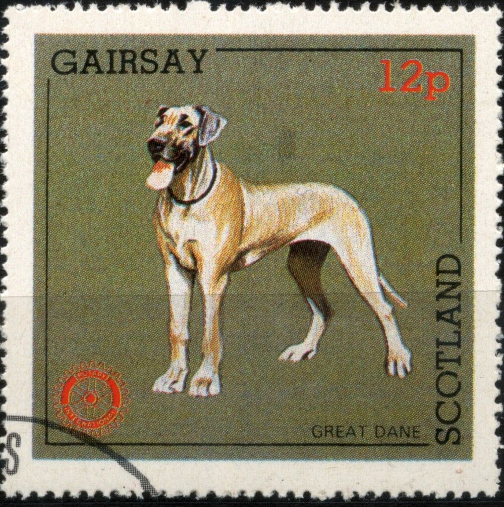 Great Dane