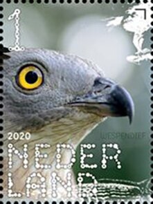 European Honey Buzzard (Pernis apivorus)