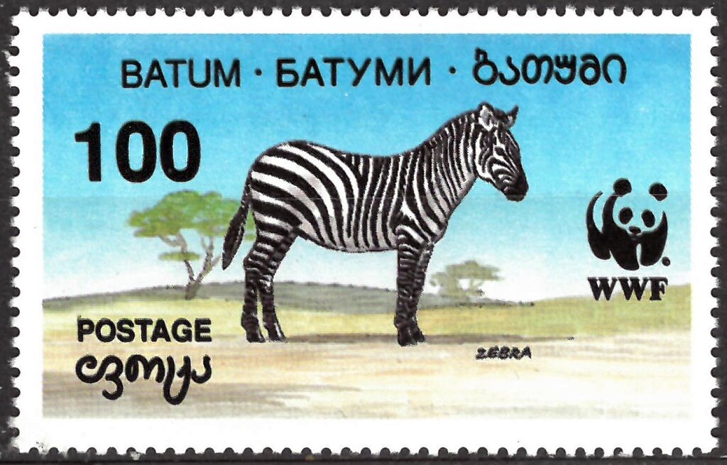 Zebra