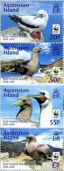 WWF Red-footed Booby (Sula sula)