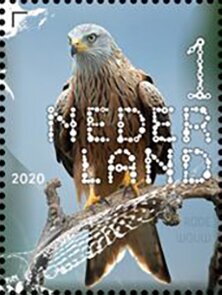 Red Kite (Milvus milvus)
