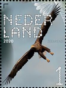 White-Tailed Eagle (Haliaeetus albicilla)