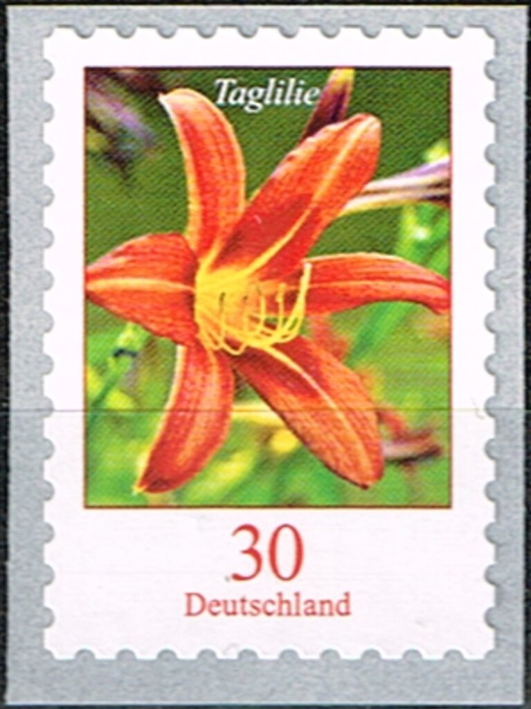 Tiger Daylily (Hemerocallis fulva)