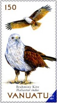 Brahminy Kite (Haliastur indus)