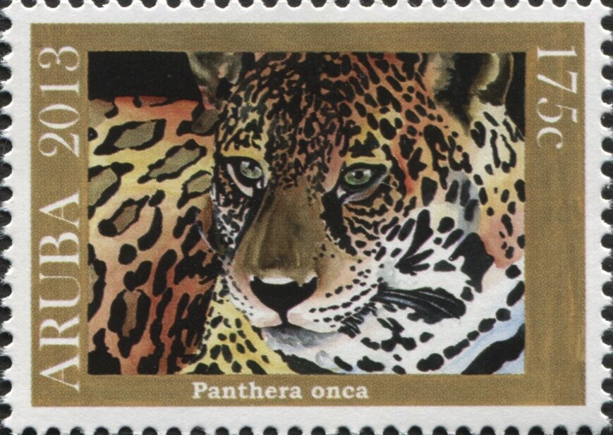 Jaguar (Panthera onca)