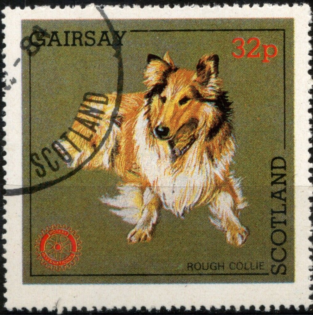 Rough Collie