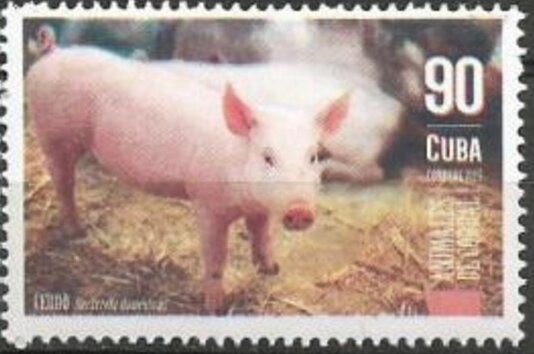 Pig