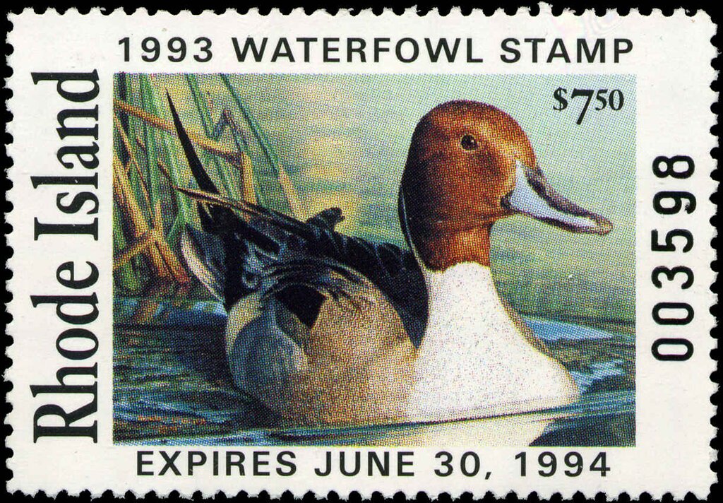Wood Duck
