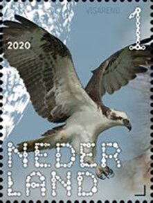 Western Osprey (Pandion haliaetus)
