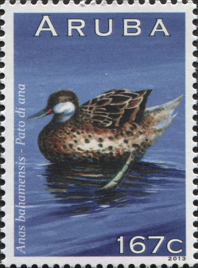 White-cheeked Pintail (Anas bahamensis)