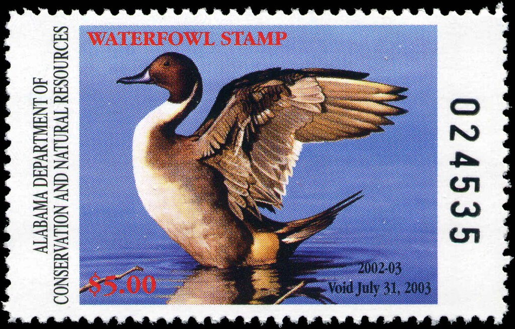 Pintail