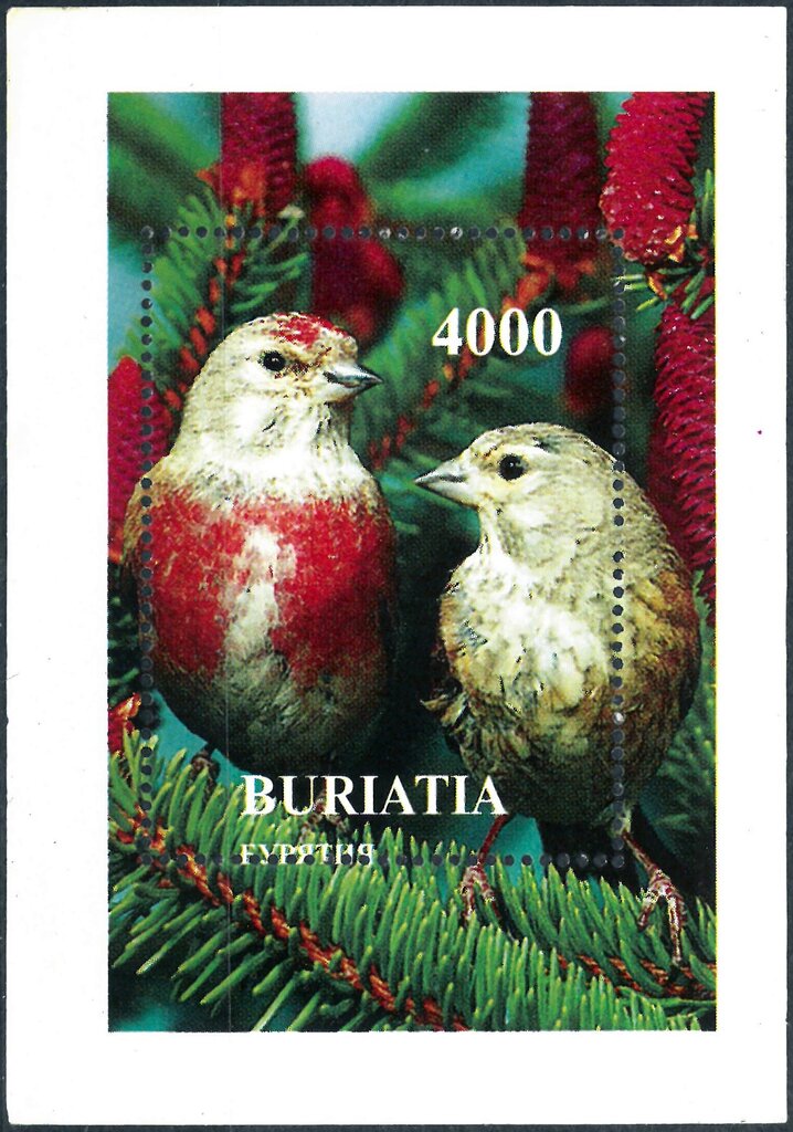 Birds