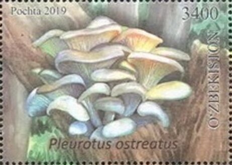Pearl Oyster Mushroom (Pleurotus ostreatus)
