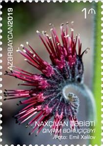 Stamp, Solenanthus circinnatus, Ledeb., Azerbaijan,  , Flowers