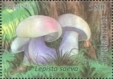 Field Blewit (Lepista saeva)