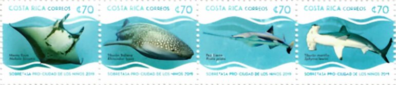 Endangered Sealife