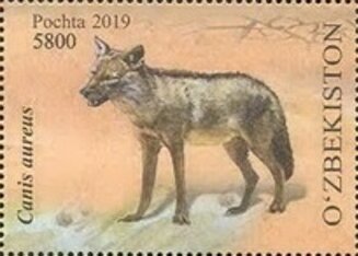 Golden Jackal (Canis aureus)