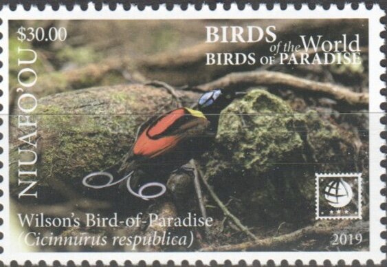 Wilson's Bird of Paradise