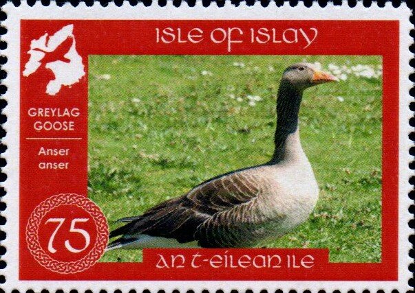 Islay Geese