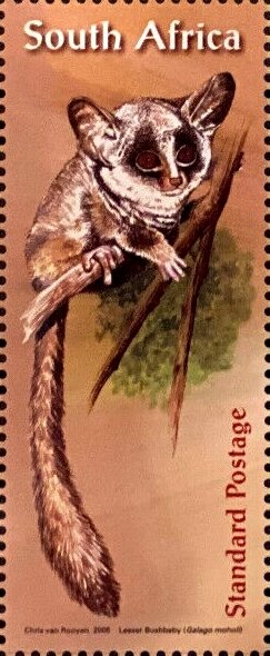 Mohol Bushbaby (Galago moholi)