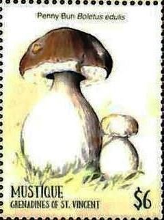 Boletus edulis