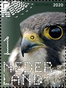 Hobby (Falco subbuteo)