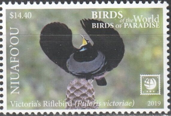Victoria's Riflebird