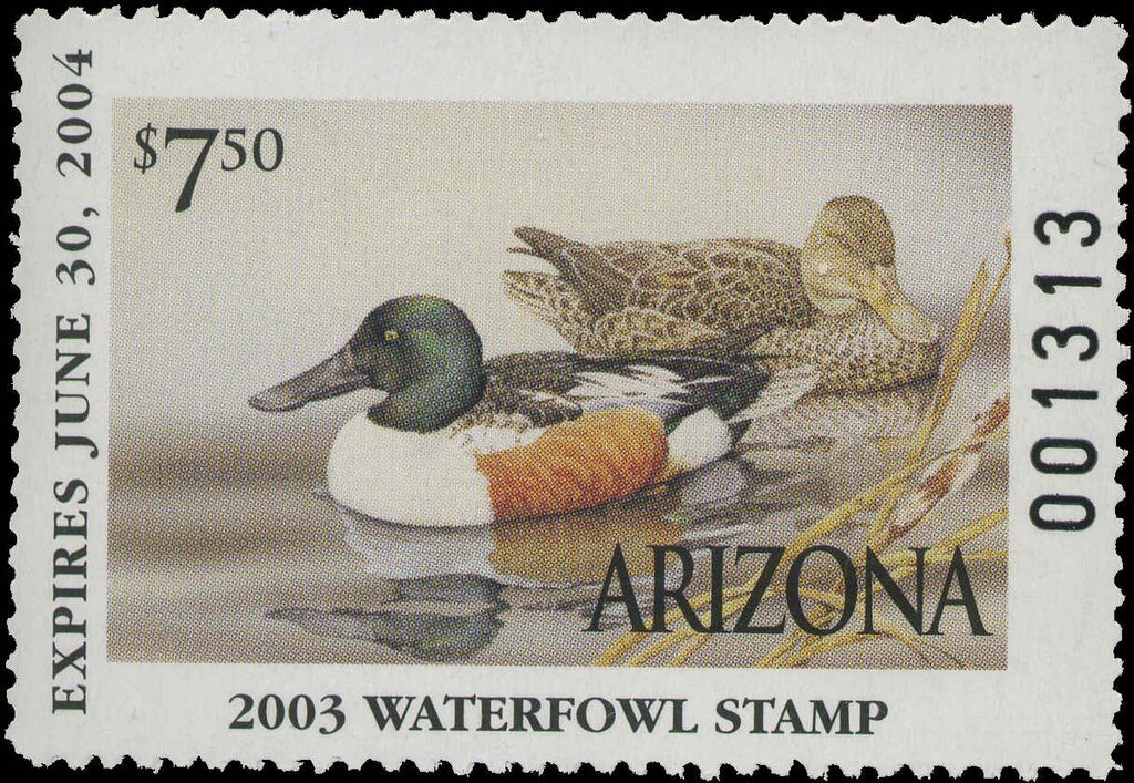 Northern Shoveler