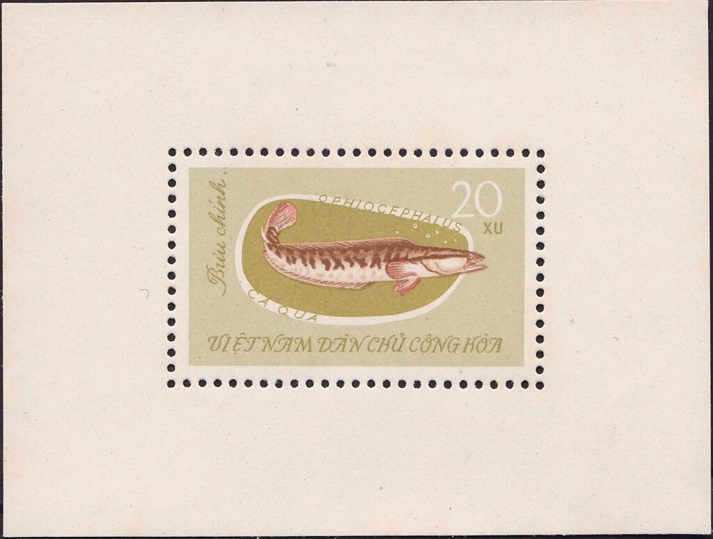Asian Snakehead (Ophicephalus striatus)