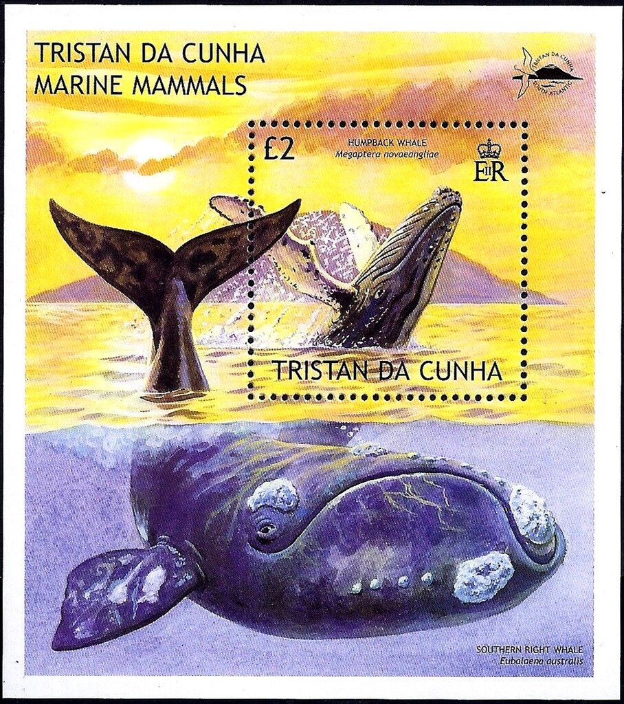 Humpback whale (Megaptera novaeangliae)