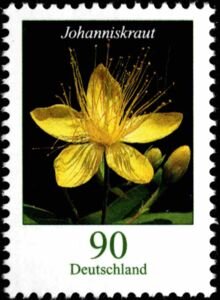 Hypericum hircinum - Stinking Tutsan