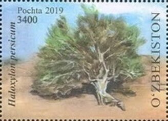 White Saxaul (Haloxylon persicum)