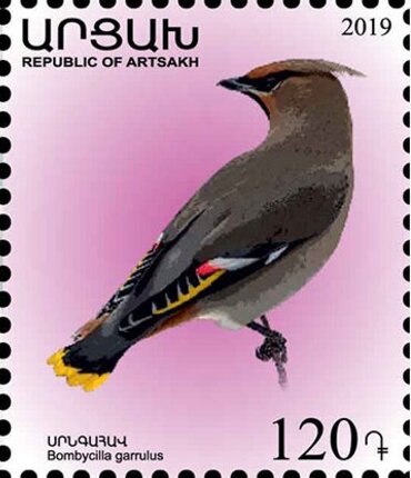 Bohemian Waxwing (Bombycilla garrulus)