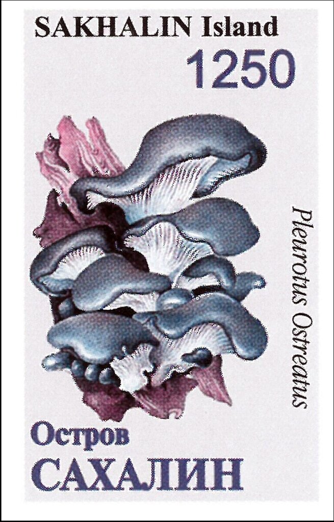Mushrooms