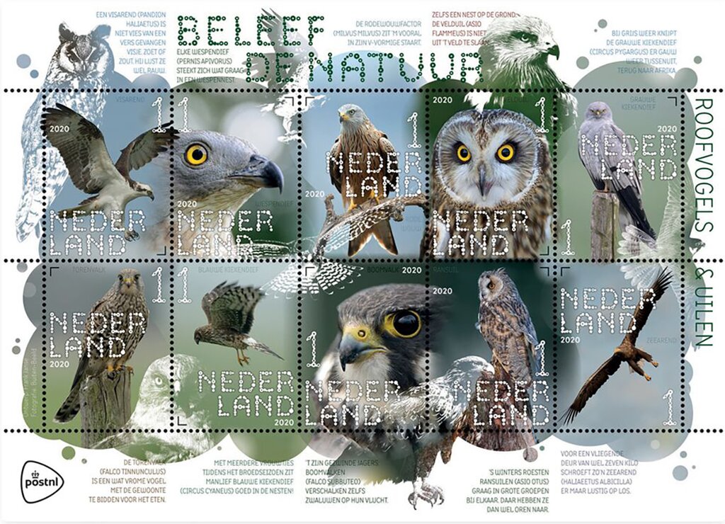 Experience Nature : Birds of Prey