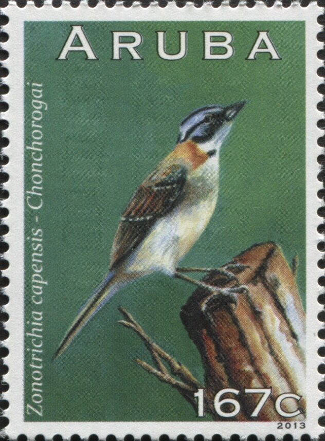 Rufous-collared Sparrow (Zonotrichia capensis)