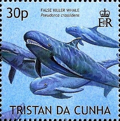 Killer whale (Pseudorca crassidens)