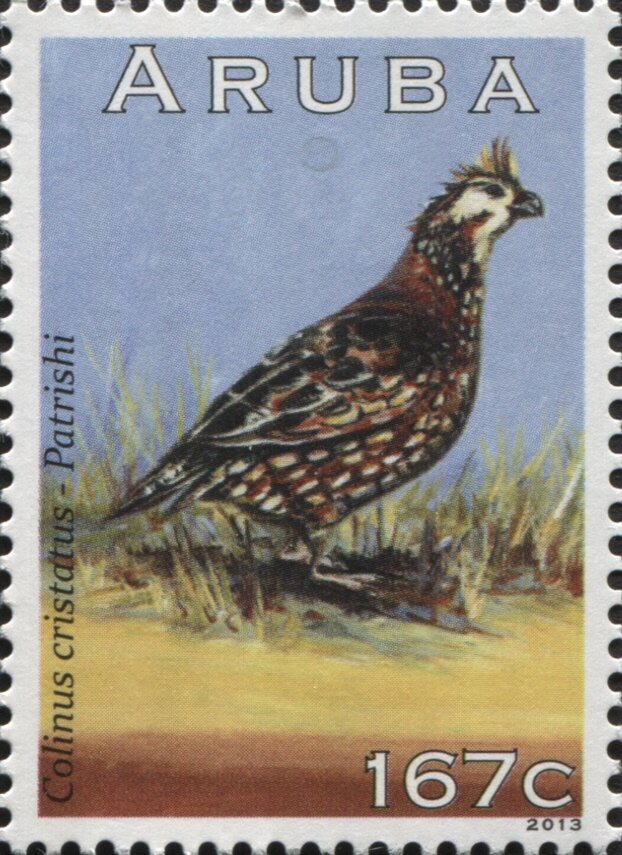 Crested Bobwhite (Colinus cristatus)