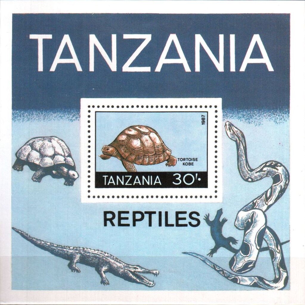 Tortoise