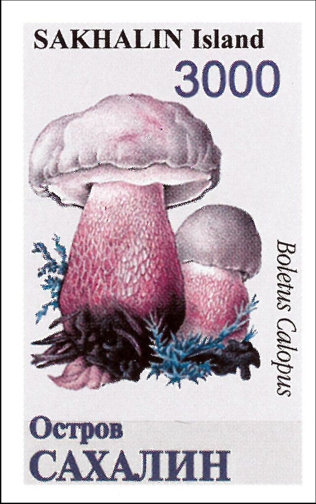 Mushrooms