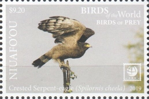 Crested Serpent Eagle