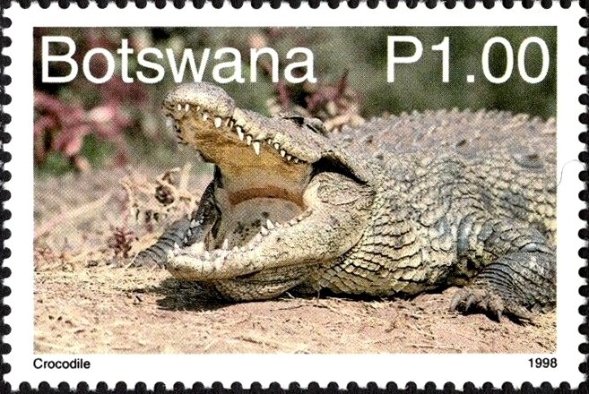 Nile crocodile (Crocodylus niloticus)