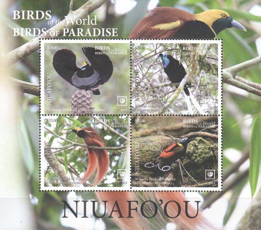Birds of Paradise