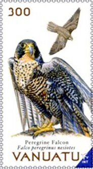 Peregrine Falcon (Falco peregrinus nesiotes)