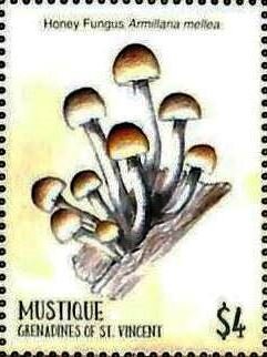 Armillana mellea