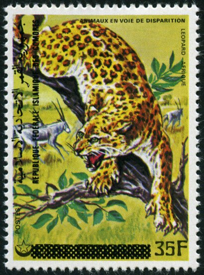 Leopard (Panthera pardus)