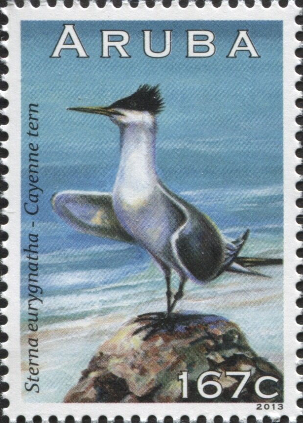Cayenne Tern (Sterna eurygnatha)