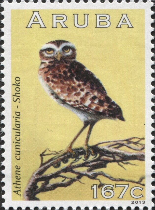 Burrowing Owl (Athene cunicularia)