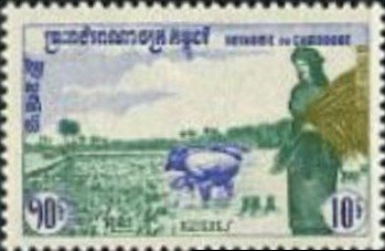 Woman in rice field